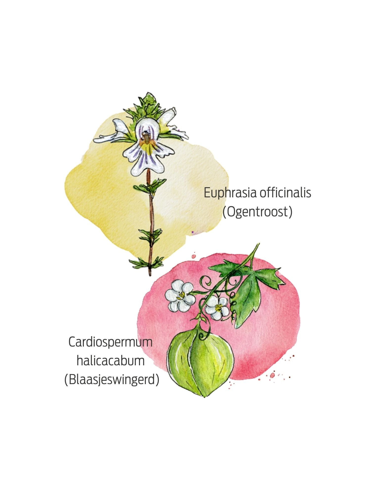 Hooikoorts_oogdruppels_ingredienten_Similasan