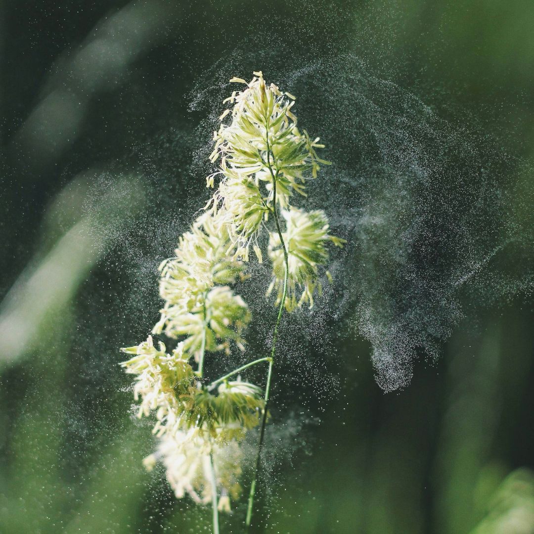 actuele_pollenverwachting_pollen_oogdruppels_Similasan